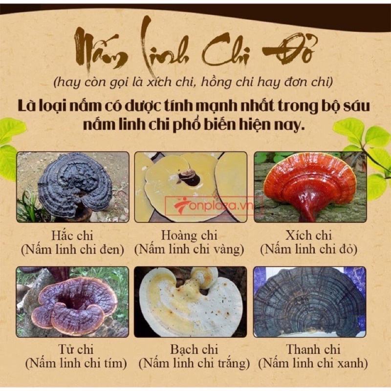 [HÀNG MỚI VỀ] Nấm Linh Chi Đỏ 6 Năm Tuổi Hàn Quốc Túi Nâu 1kg
