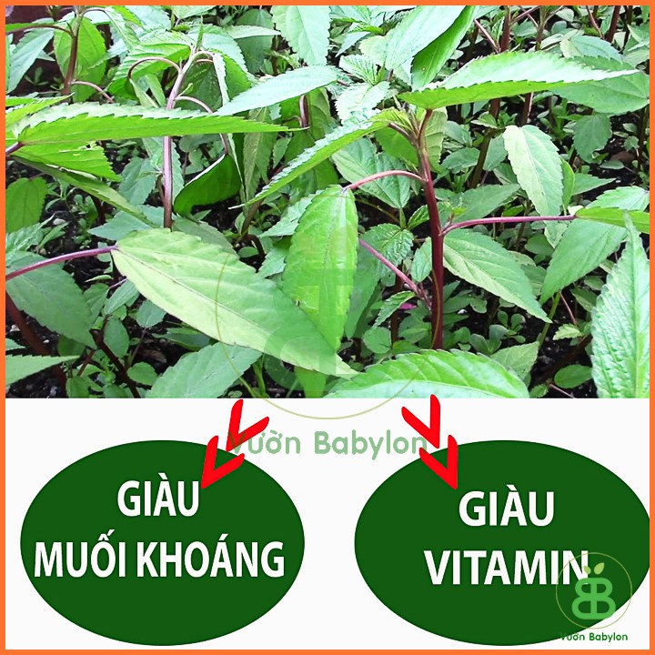 Hạt Giống Rau Đay Đỏ 20Gr Dễ Trồng, Nhiều Dinh Dưỡng