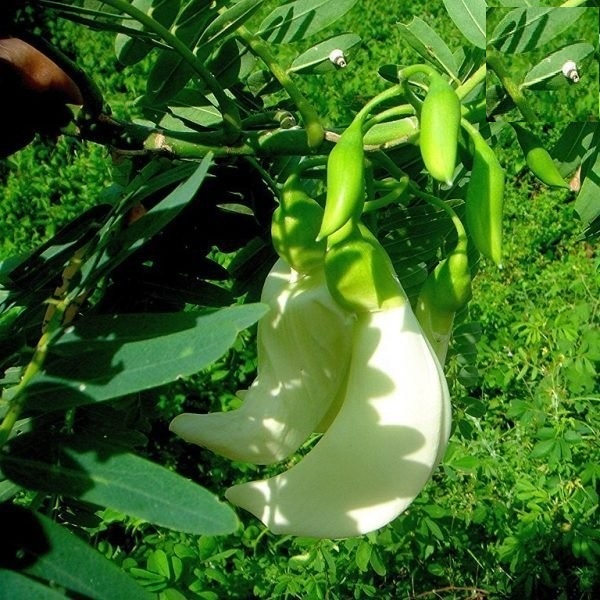 Thuốc Diệt Trừ Ốc Sên, Ốc Bươu Vàng Moi Oc 6gr 100gram