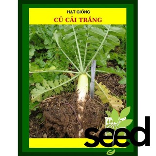 Hạt Giống Củ Cải Trắng 50 Gram
