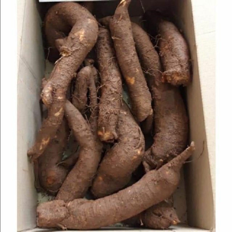 Củ gai tươi 1kg an thai