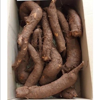 Củ gai tươi 1kg an thai