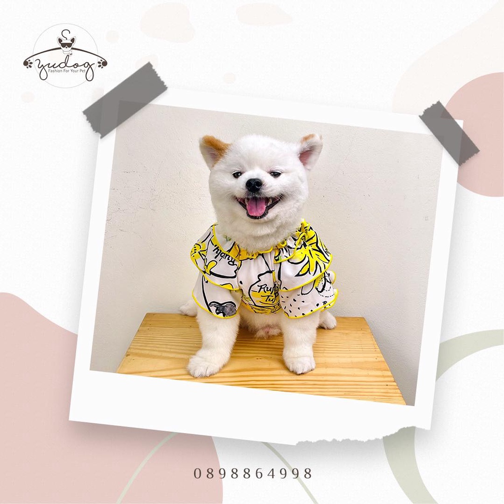 Đầm gấu poor vàng dành cho chó mèo yudog