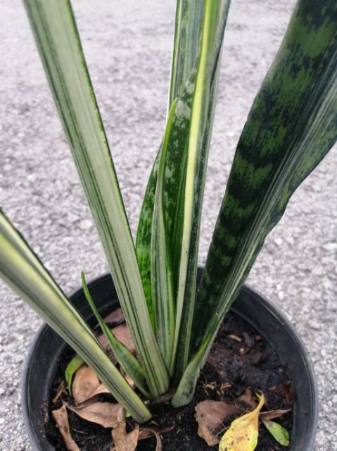 CÂY LƯỠI HỔ TRẮNG (Hàng mới, thái lan)-   white sansevieria ‘bantel’s sensation’