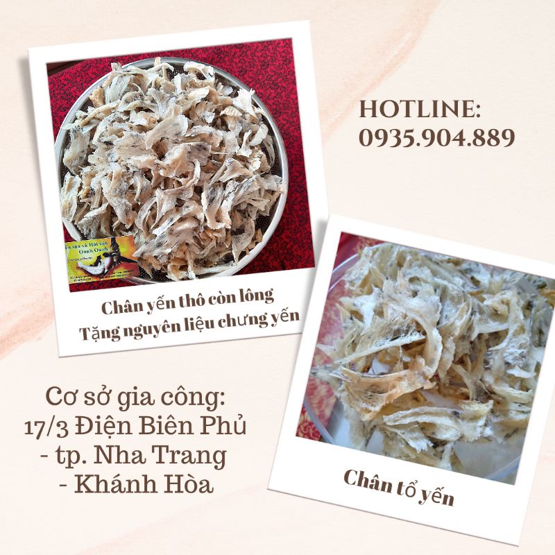 Chân yến thô nguyên chất nở nhiều, dai ngon Tặng Táo đỏ, Đường phèn, Hạt chia