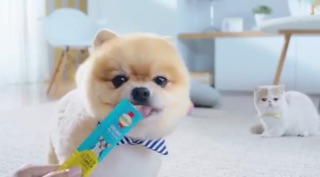 Súp thưởng chó mèo của meo-o