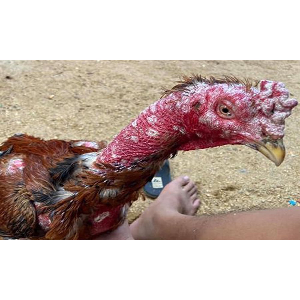Mốc Uống Thái Lan - Mốc uống cho gà. Chữa, trị mốc, nấm, lác dạng nặng cho gà. Xuất xứ: Thái Lan