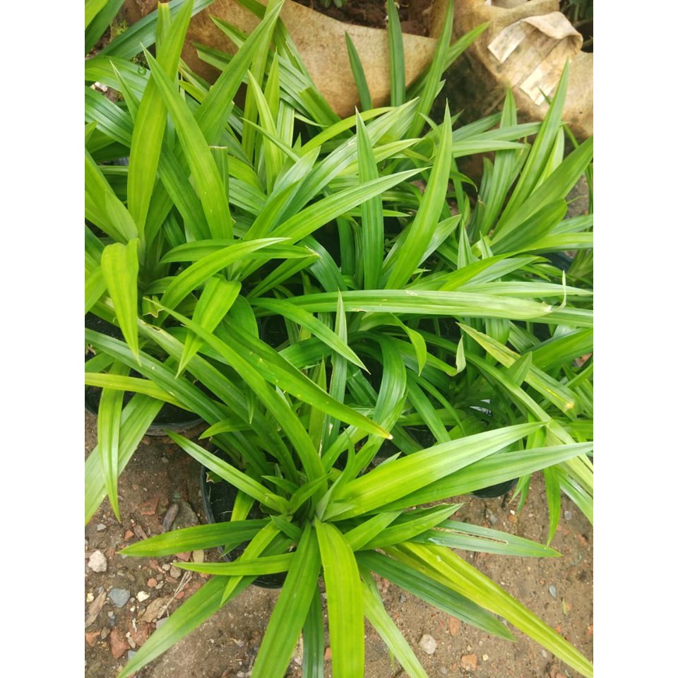 CÂY LÁ DỨA
