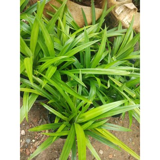 CÂY LÁ DỨA