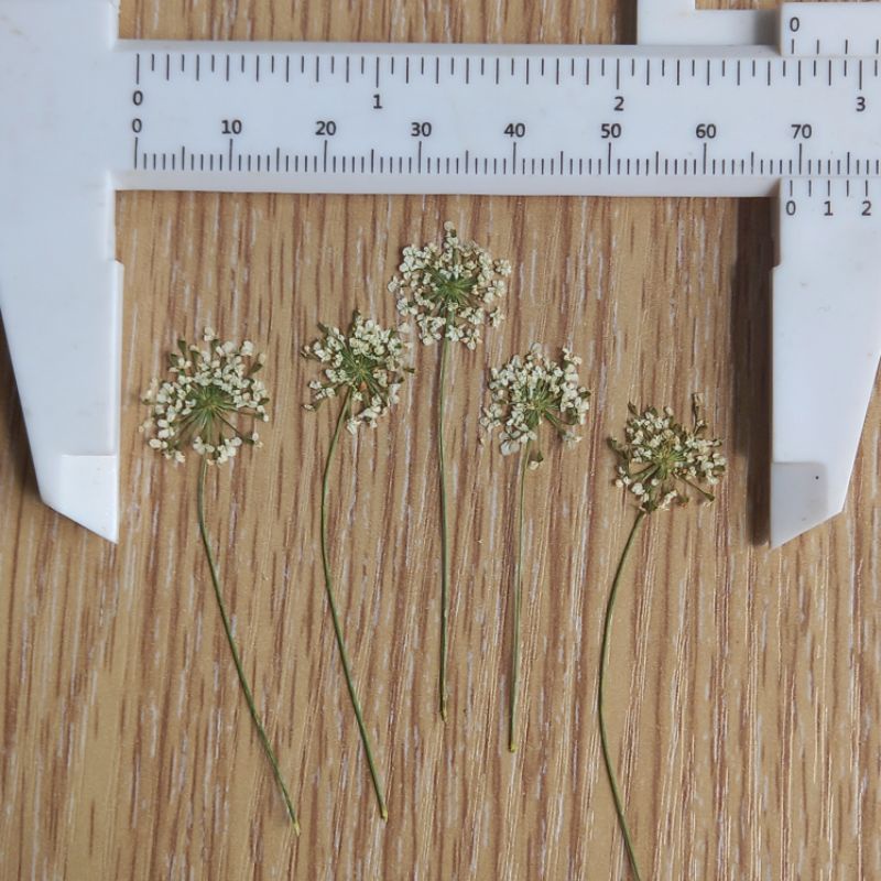 Gói 10 hoa khô Queen anne's lace ép khô dùng trang trí resin, móng tay, thiệp handmade