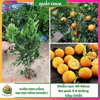 Cây giống quất chua F1 cao 30cm - 45cm, giống quất chua đại học nông nghiệp 1, cây quất chua bonsai