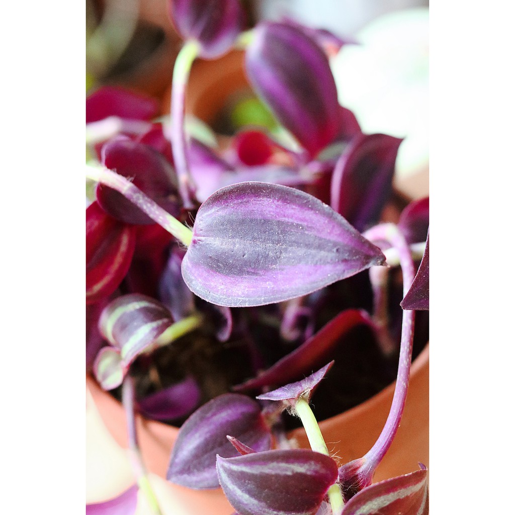 Cây Tradescantia Zebrina 'Deep Purple' (Thài Lài Siêu Tím Deep Purple) (không phải Thài Lài Tím Thường) chậu nhựa