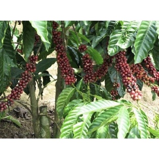 Cà Phê Chồn Đặc Biệt 500gr Nam An Global ( đặc sản xứ Buôn Mê  )