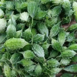 Đọt su + Khổ qua rừng tươi , chính gốc