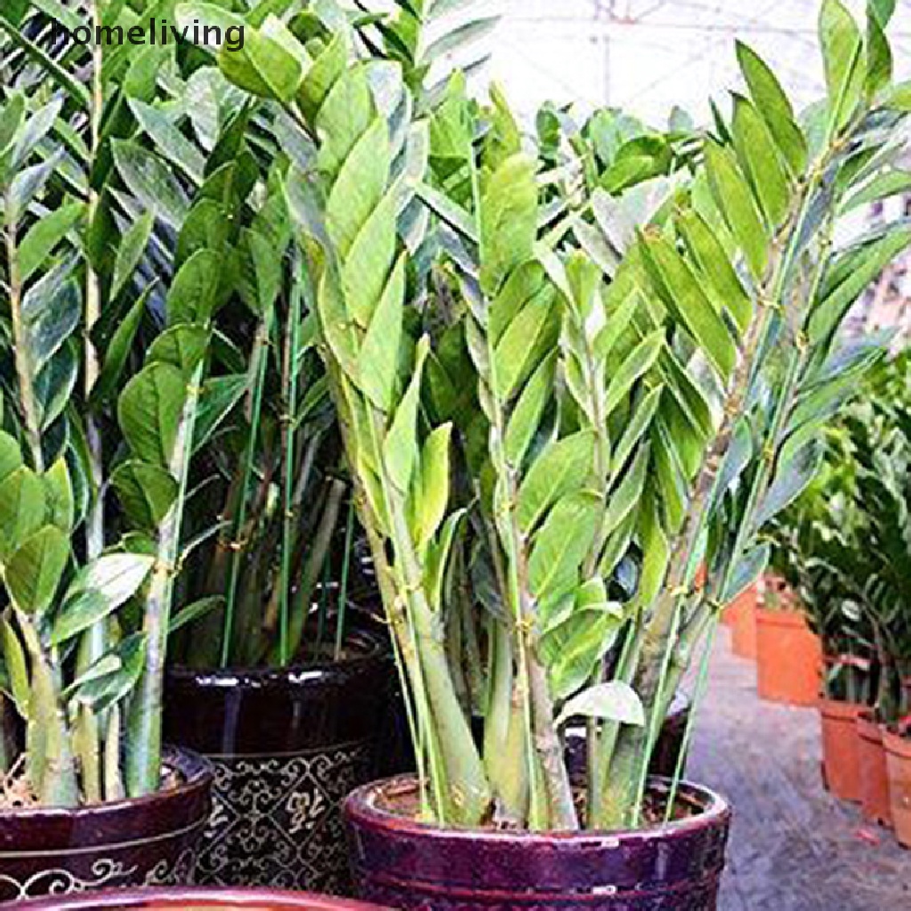 Set 12 Dây Hoa Giả 60cm Màu Xanh Lá Dùng Để Trang Trí