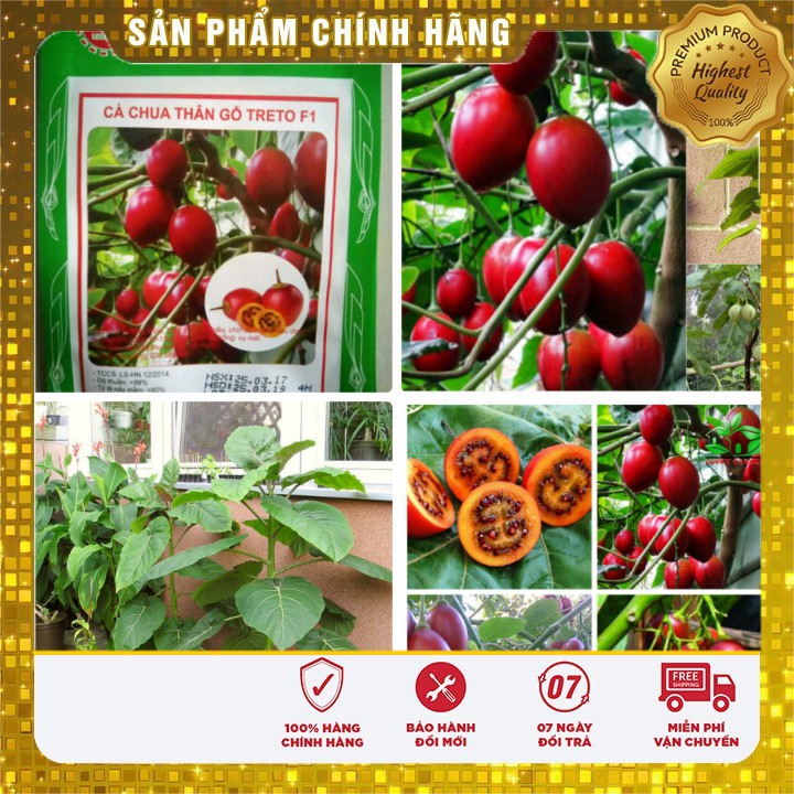 Hạt giống cà chua thân gỗ Tamarillo gói 04 hạt