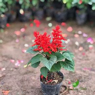 Bịch hoa xác pháo - sỉ sll cây công trình