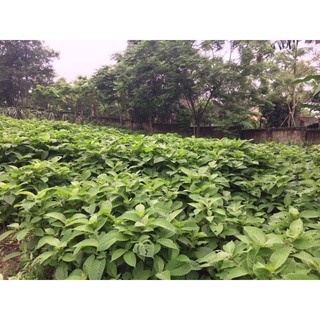 Cây chè khổng lồ chăn nuôi ( Đơn 10 cây giống)