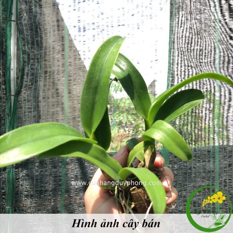 DENDRO THONG CHAI GOLD | Cây giống - Hoa thơm nhẹ, vòi hoa dài