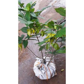 Cây hoa dẻ bầu lớn, gửi đi nguyên bầu, đang hoa sắp hoa, hoa thơm miễn chê , cây đẹp, giống chuẩn