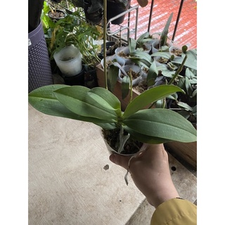 hồ điệp hàng lá ( hồ điệp dorits)
