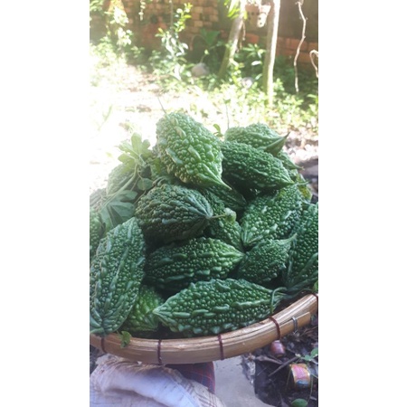 15 HẠT GIỐNG KHỔ QUA RỪNG