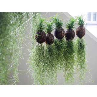 Giá rẻ miễn ship - Cây không khí tóc tiên trái dừa kim yến - Cây thuần không cần bón phân...