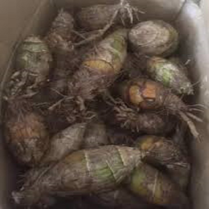 CHẬU GIỐNG HOA ĐỊA LAN SATO