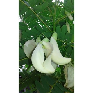 Hạt Giống Bông So Đũa (2g)