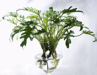 Cây trầu bà chân vịt - bầu đất, không chậu