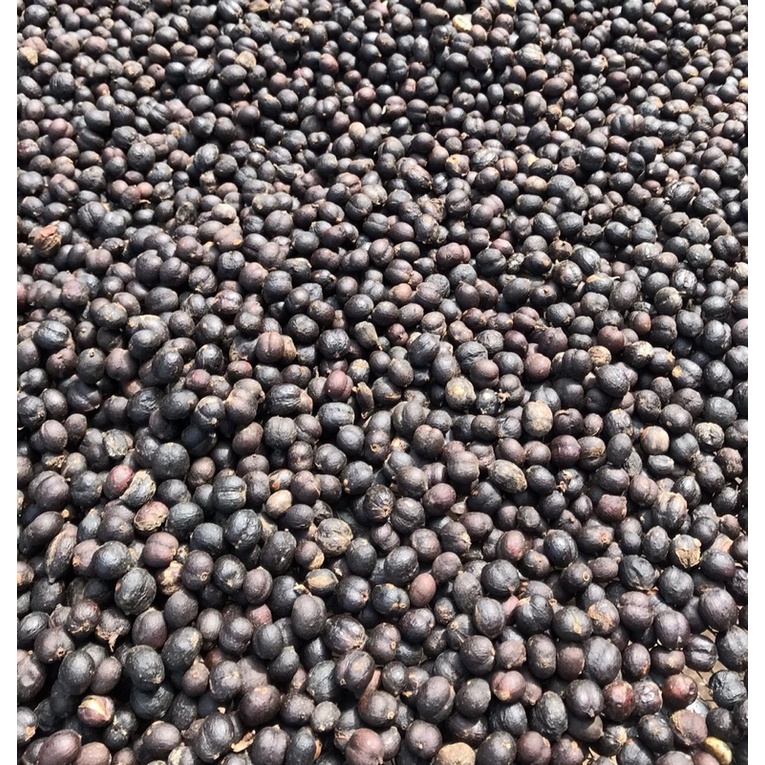 (Cà phê chất lượng cao) 1kg cà phê robusta cao cấp ủ lên men trái chín chín 100%_ Sơ chế và rang ttaij nông trại Bá Lộc | BigBuy360 - bigbuy360.vn
