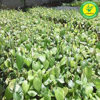 Cây Cà Phê ARABICA Giống Chuẩn