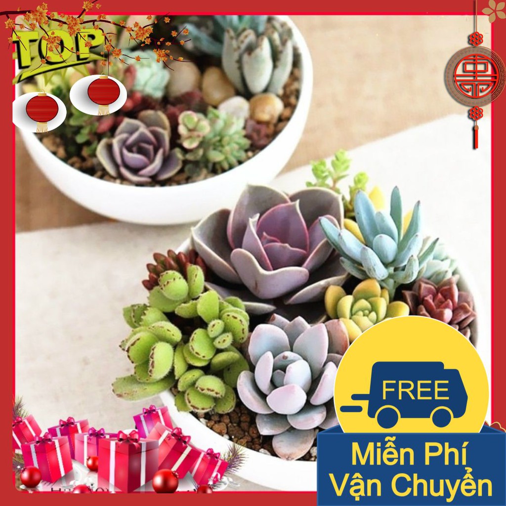 Combo 2 Gói Hạt Giống Sen Đá Mix