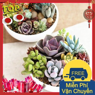 Combo 2 gói hạt giống sen đá mix