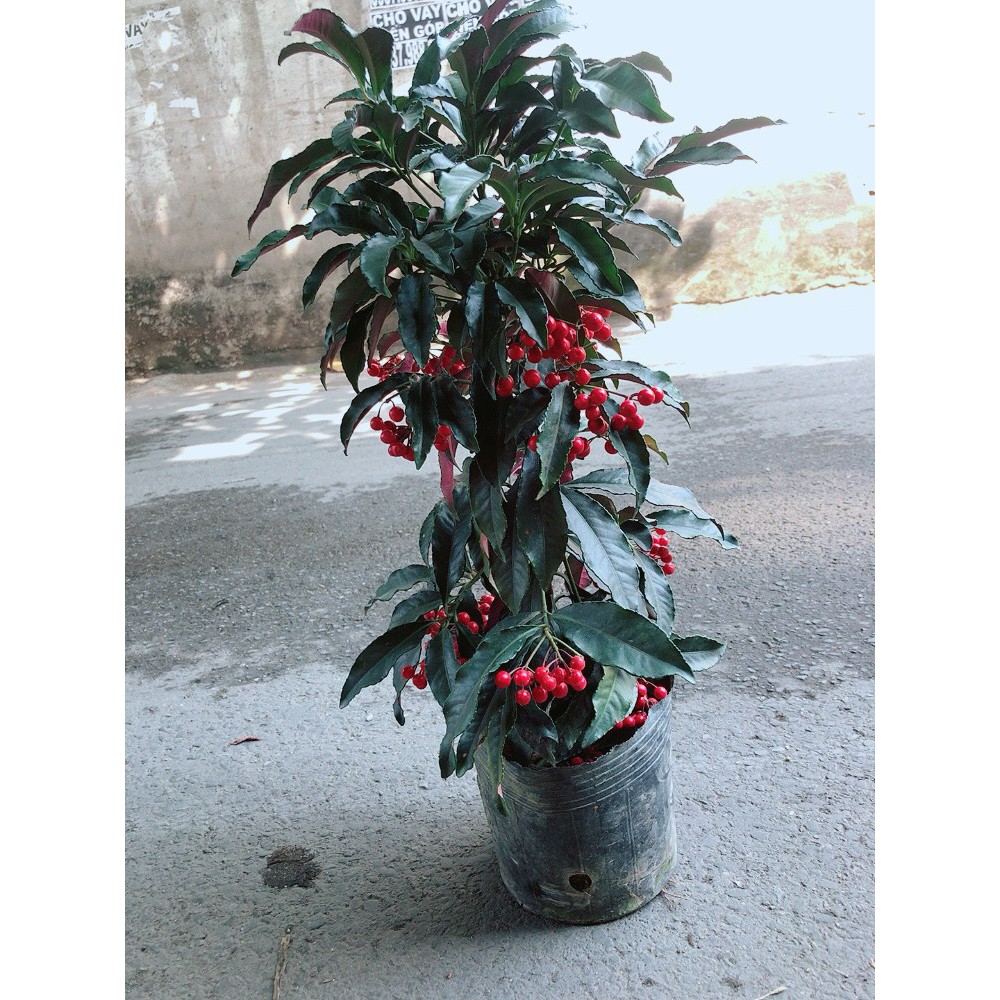 Cây Kim Ngân Lượng