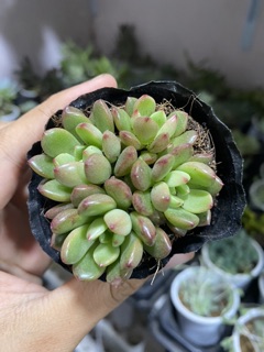 SEN ĐÁ RUBI ĐỎ 4-6CM