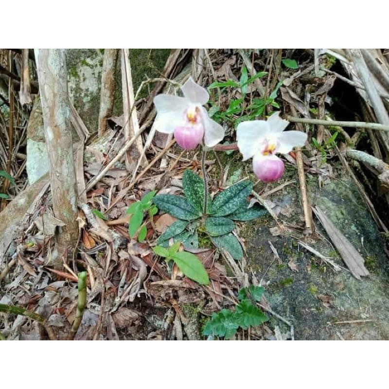 🍀HÀNG ĐẸP🍀Hoa Phong lan hài hồng