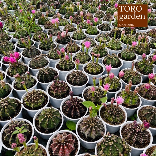 Xương rồng gymno đang nụ Đà Lạt size trung bình cây cảnh trang trí nhà cửa Toro garden