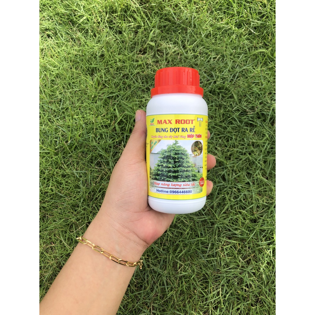 PHÂN BÓN CHO MAI VÀNG BUNG ĐỌT RA RỄ MAX ROOT CHAI 250ml, 500ML, 1L - BUNG TƯỢC MẠNH ĐẺ NHÁNH NHANH, XANH LÁ, DÀY LÁ