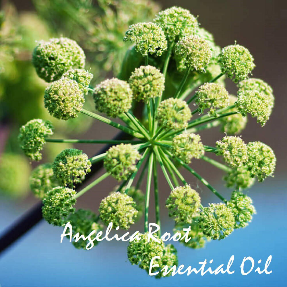 Tinh dầu rễ Bạch chỉ Angelica Root Essential Oil