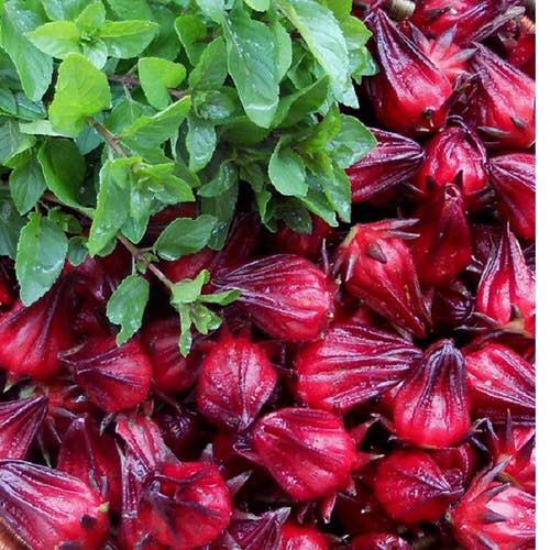 Hạt giống Bụp Giấm Thái Lan (siro thái) nhập khẩu nguyên bao bì - 300 hạt