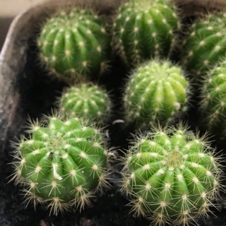 Xương rồng Bí Xanh - Tiểu Cảnh