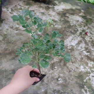 cây đinh lăng.hình 1