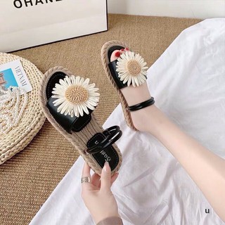 Sandan hoa cúc đế cói- Siêu cute