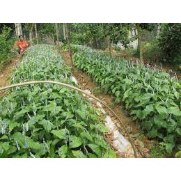 Cây giống cây DỔI xanh nếp lấy hạt làm gia vị