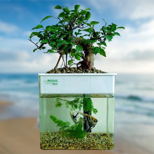 Hộp sinh thái PROVIE Eco (Hệ thống Aquaponics thu nhỏ, kết hợp Cây và Cá)