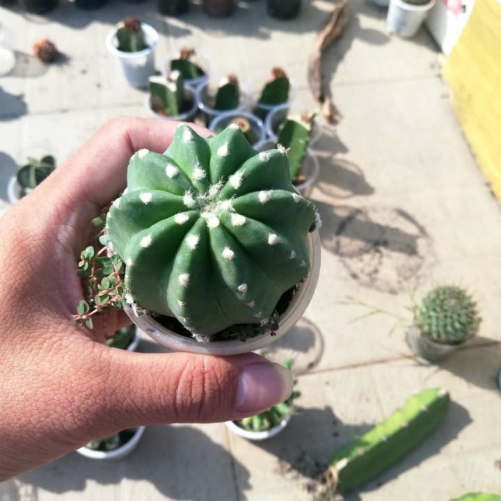 Xương rồng khế