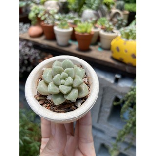 CHẬU SEN ĐÁ MINI GIÁ SIÊU YÊU