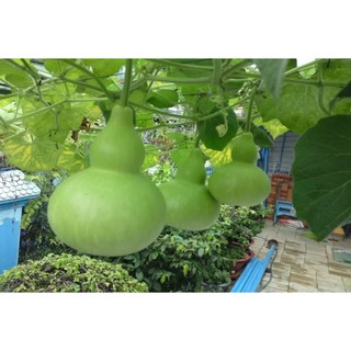 Hạt giống Bầu hồ lô