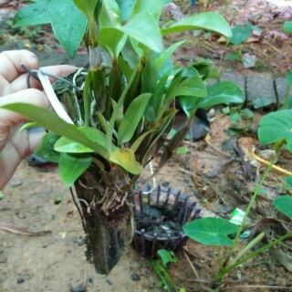 Hoa phong lan kiều vàng thái